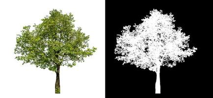 Single green tree on white background with clipping path and alpha channel on black background. photo