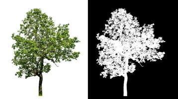 Single green tree on white background with clipping path and alpha channel on black background. photo