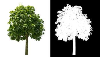 Single green tree on white background with clipping path and alpha channel on black background. photo