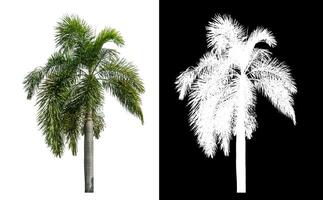 Green palm tree isolated on white background with clipping path and alpha channel on black background. photo