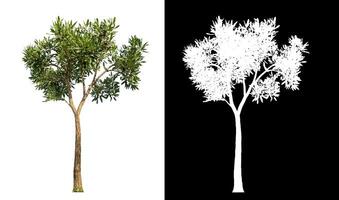 Single green tree on white background with clipping path and alpha channel on black background. photo