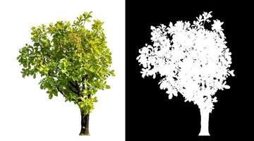 Single green tree on white background with clipping path and alpha channel on black background. photo