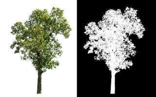 Single green tree on white background with clipping path and alpha channel on black background. photo