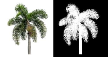 Green palm tree isolated on white background with clipping path and alpha channel on black background. photo