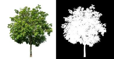 Single green tree on white background with clipping path and alpha channel on black background. photo