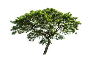 Tree isolated on white background with clipping path and alpha channel. photo