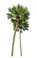 Green palm tree isolated on white background with clipping path and alpha channel photo