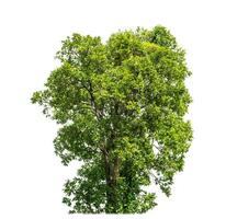 Tree isolated on white background with clipping path and alpha channel. photo