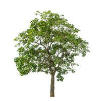 Tree isolated on white background with clipping path and alpha channel. photo
