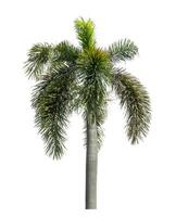 Green palm tree isolated on white background with clipping path and alpha channel. photo