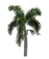 Green palm tree isolated on white background with clipping path and alpha channel photo