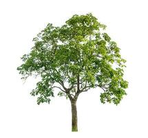 Tree isolated on white background with clipping path and alpha channel. photo