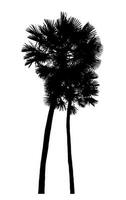 palm tree silhouette on white background with clipping path and alpha channel. photo