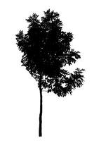 Tree silhouette on white background with clipping path and alpha channel. photo