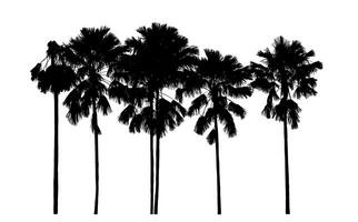 silhouette of a palm tree on a transparent background with clipping path and alpha channel. photo