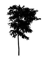 Tree silhouette on white background with clipping path and alpha channel. photo