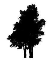 Tree silhouette on white background with clipping path and alpha channel. photo