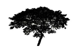 silhouette of a tree on a white background with clipping path and alpha channel. photo