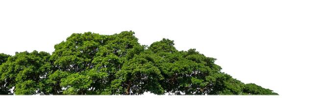 verde arboles aislado son bosque en blanco fondo, alto resolución. foto