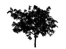 Tree silhouette on white background with clipping path and alpha channel. photo