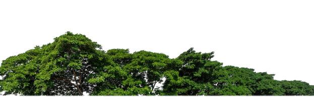 Green trees isolated are forest on white background, high resolution. photo