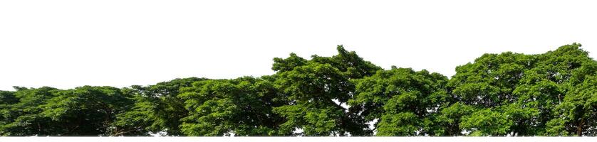 Green trees isolated are forest on white background, high resolution. photo