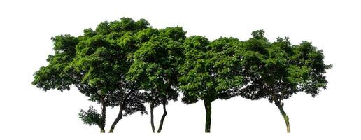 Green trees isolated on white background with clipping path and alpha channel. photo