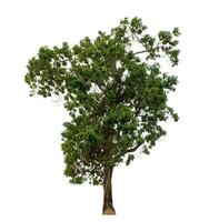 Green tree isolated on white background with clipping path and alpha channel. photo