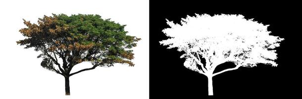 Single tree on white background with clipping path and alpha channel on black background. photo