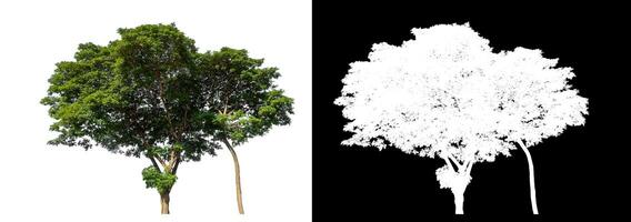 Green trees on white background with clipping path and alpha channel on black background. photo