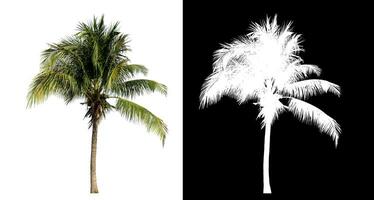 Coconut on white background with clipping path and alpha channel on black background. photo