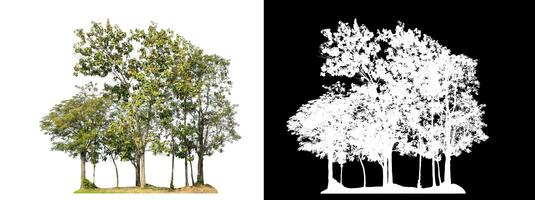 trees on white background with clipping path and alpha channel on black background. photo