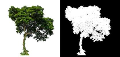Green tree on white background with clipping path and alpha channel on black background. photo
