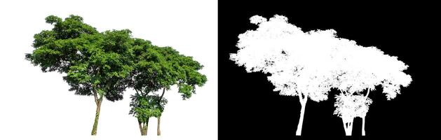 Single tree on white background with clipping path and alpha channel on black background. photo