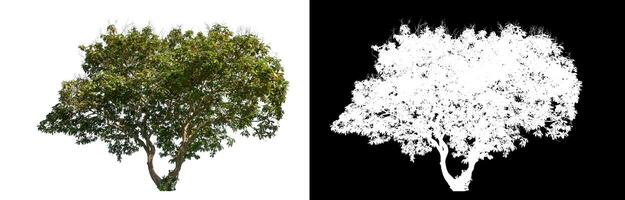 Single tree on white background with clipping path and alpha channel on black background. photo