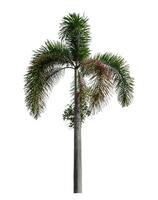 Green palm tree isolated on white background with clipping path and alpha channel. photo