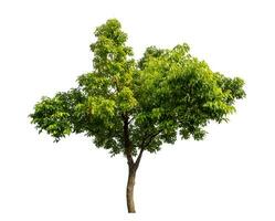 Tree isolated on white background with clipping path and alpha channel. photo
