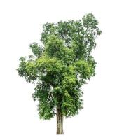 Tree isolated on white background with clipping path and alpha channel. photo