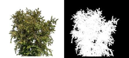 Bush on white background with clipping path and alpha channel on black background. photo