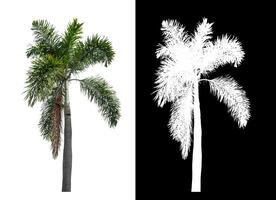 Green palm tree isolated on white background with clipping path and alpha channel on black background. photo