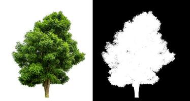 Single green tree on white background with clipping path and alpha channel on black background. photo