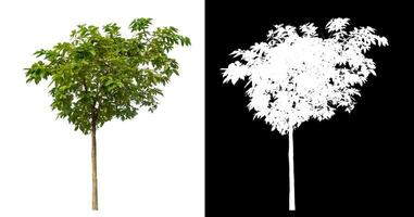 Single green tree on white background with clipping path and alpha channel on black background. photo