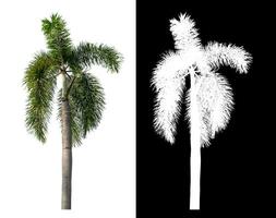 Green palm tree isolated on white background with clipping path and alpha channel on black background. photo