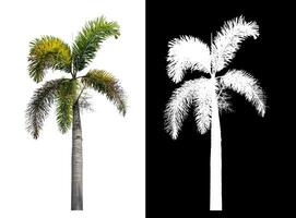 Green palm tree isolated on white background with clipping path and alpha channel on black background. photo