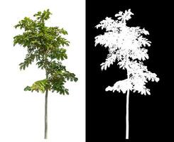 Single green tree on white background with clipping path and alpha channel on black background. photo