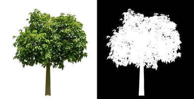 Single green tree on white background with clipping path and alpha channel on black background. photo