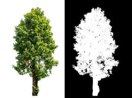 Single green tree on white background with clipping path and alpha channel on black background. photo