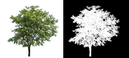 Single green tree on white background with clipping path and alpha channel on black background. photo