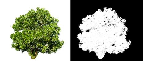 Bush on white background with clipping path and alpha channel on black background. photo