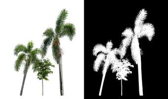 Green palm tree isolated on white background with clipping path and alpha channel on black background. photo